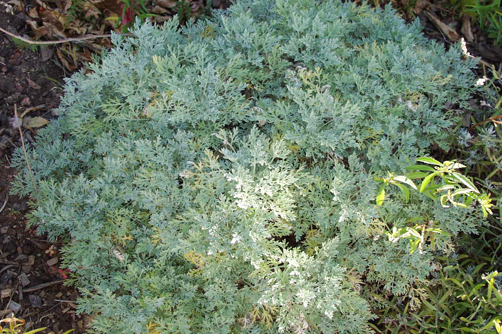 Powis Castle Silver Sage